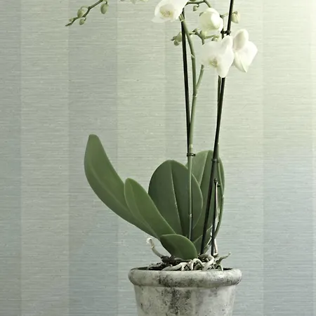 Steigenberger Grandhotel & Hotel 5*