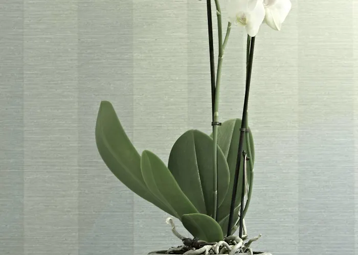 Steigenberger Grandhotel&spa Hotel 5*